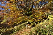 16 Caldi colori autunnali dei faggi